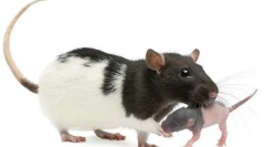 De câte ori sarcina șobolanului, cum sunt nașterea, îngrijirea